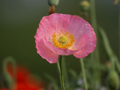 虞美人種子幾天能發(fā)芽？