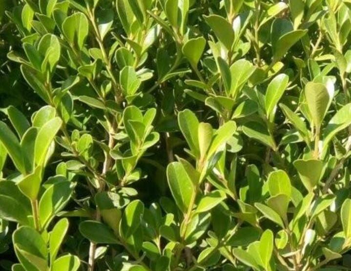 小葉黃楊