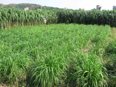 四川地區(qū)一年四季羊吃的牧草有哪些