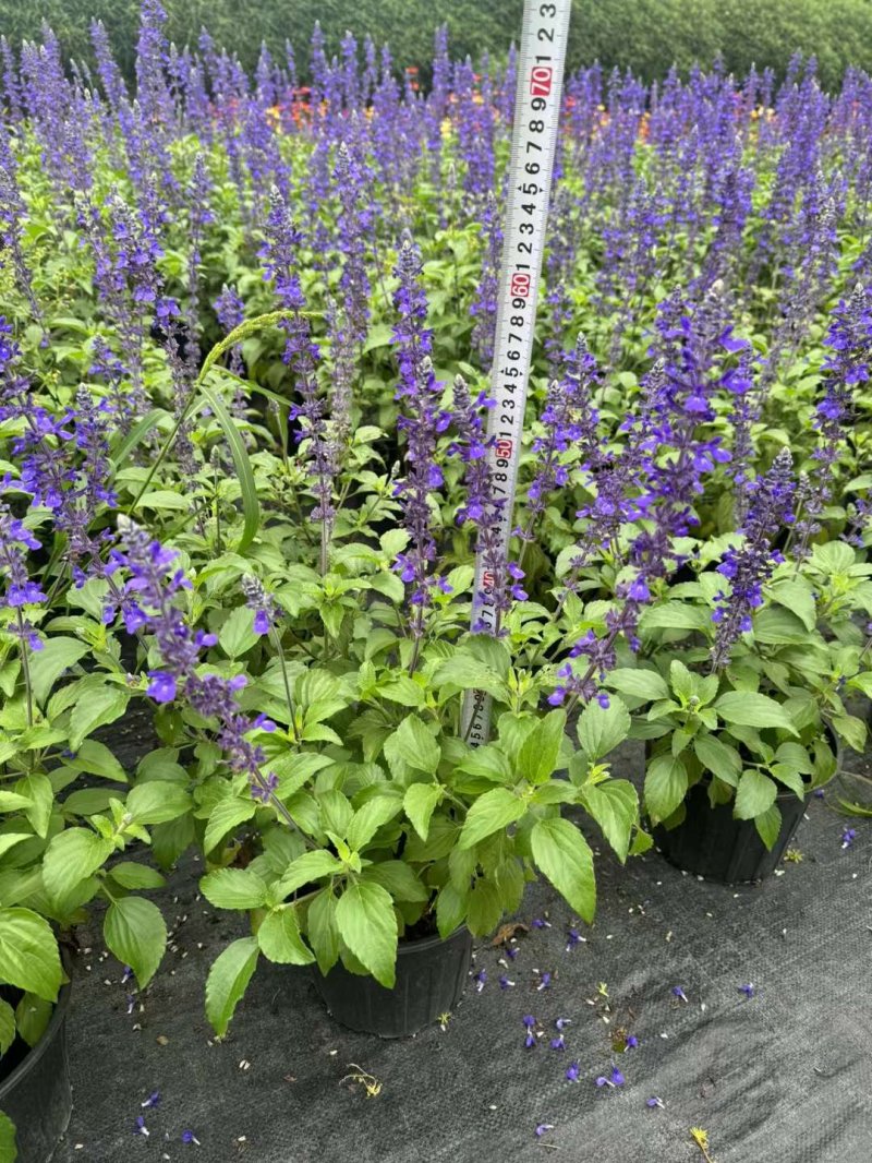 鼠尾草盆栽容器苗開(kāi)花時(shí)期
