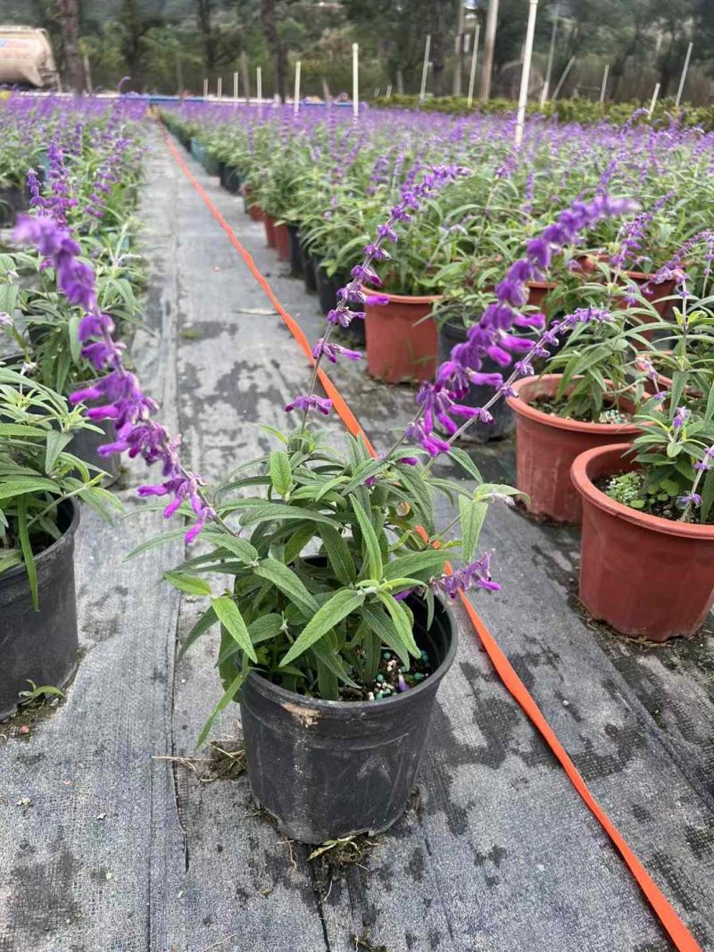 鼠尾草盆栽容器苗開(kāi)花時(shí)期