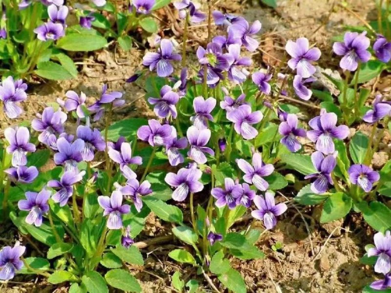 紫花地丁開(kāi)花