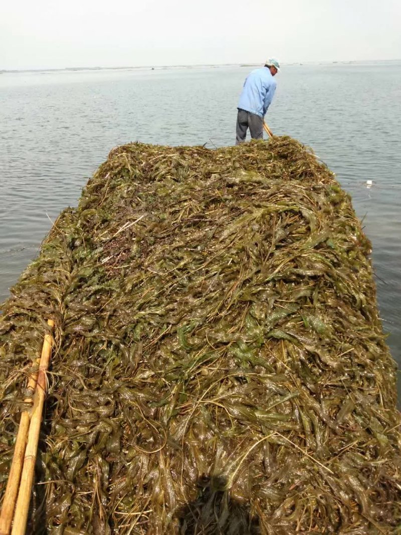 黑藻沉水植物水生凈化打撈現(xiàn)場(chǎng)