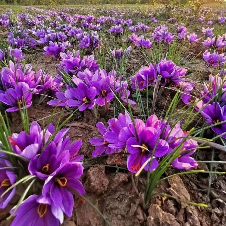 藏紅花開(kāi)花花朵葉子