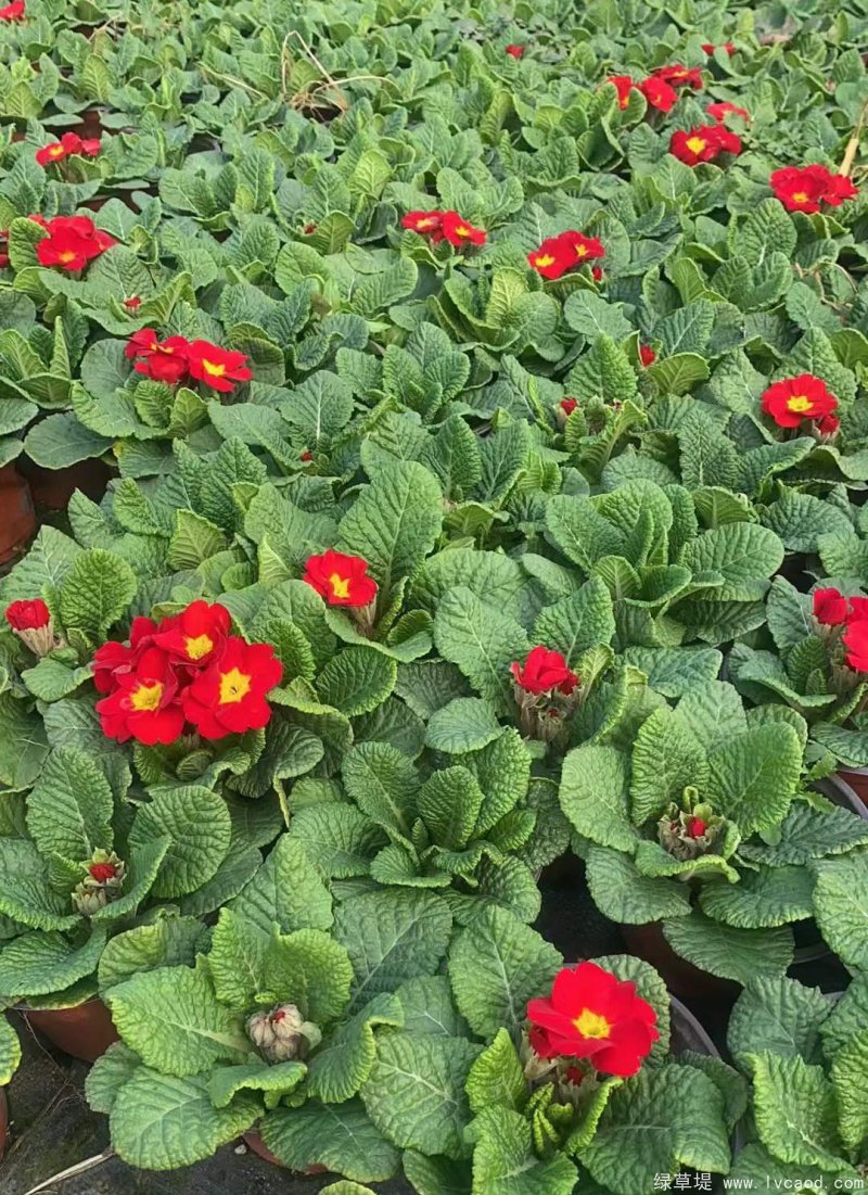 紅色報春花