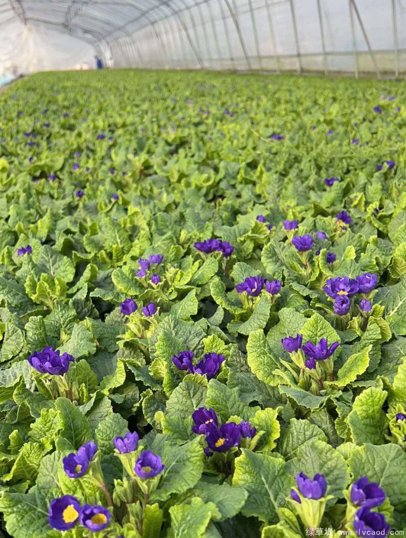 報春花盆栽杯苗容器苗種植基地
