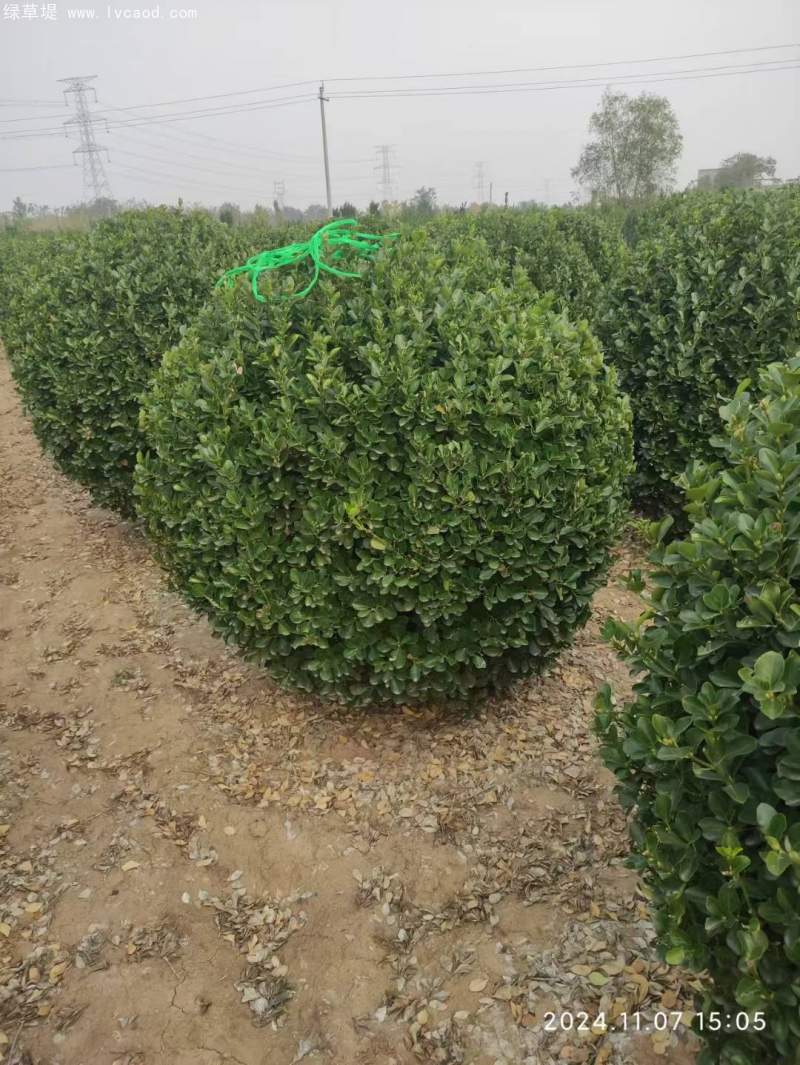 大葉黃楊球