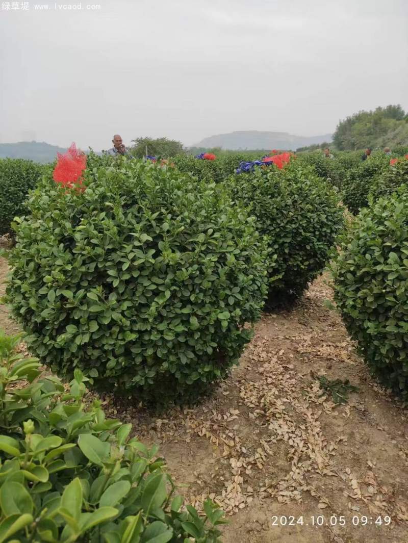 大葉黃楊球