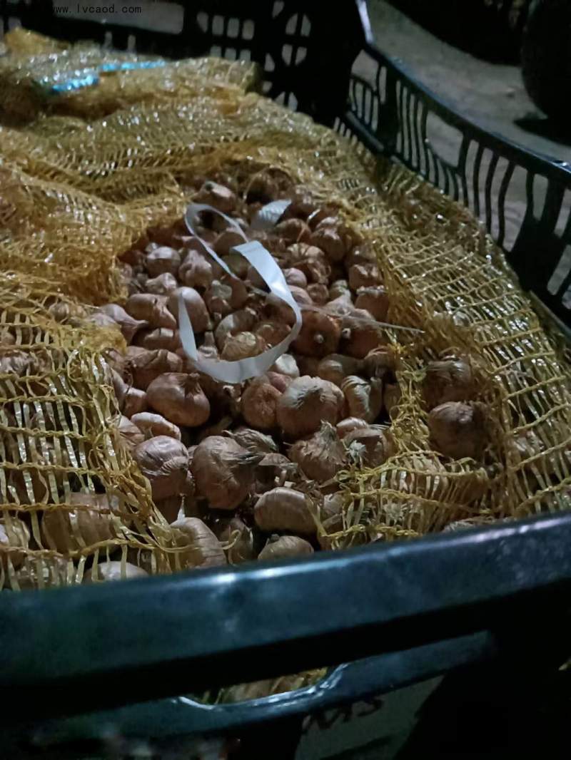 劍蘭種球