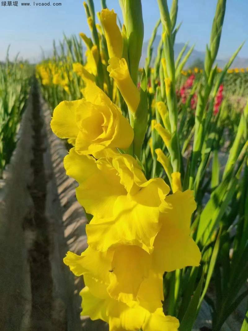 黃色劍蘭