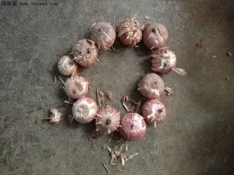 劍蘭種球