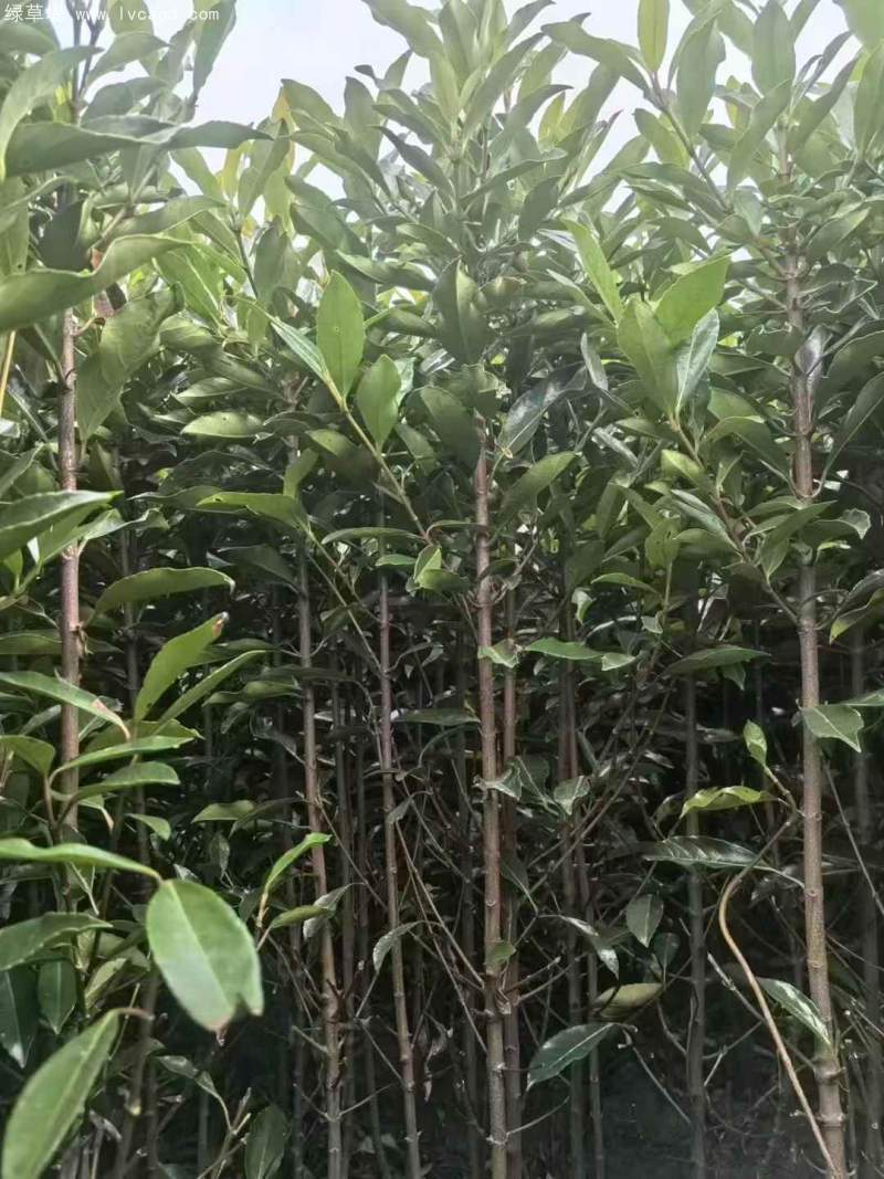 法青法國冬青