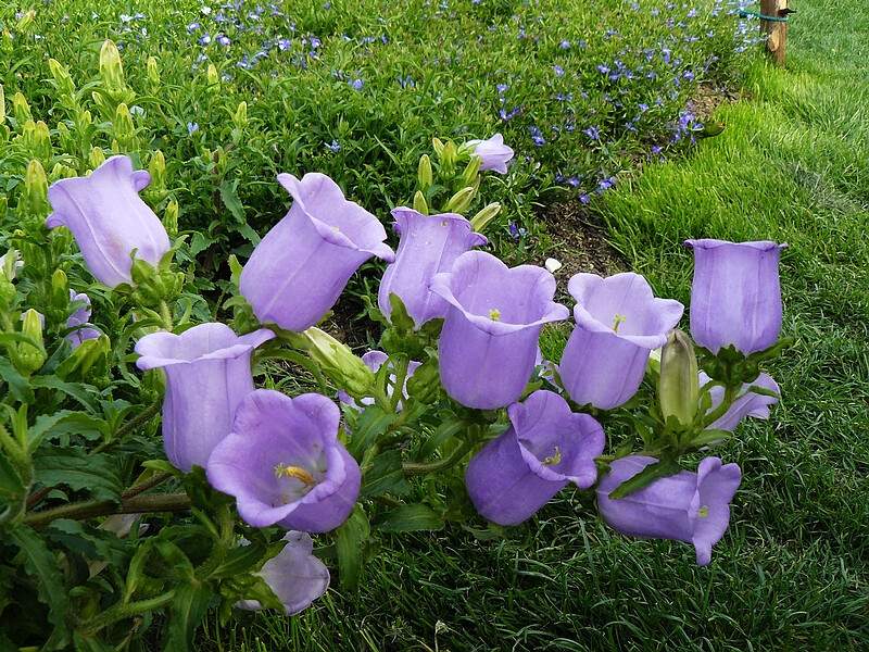 風鈴草風鈴花