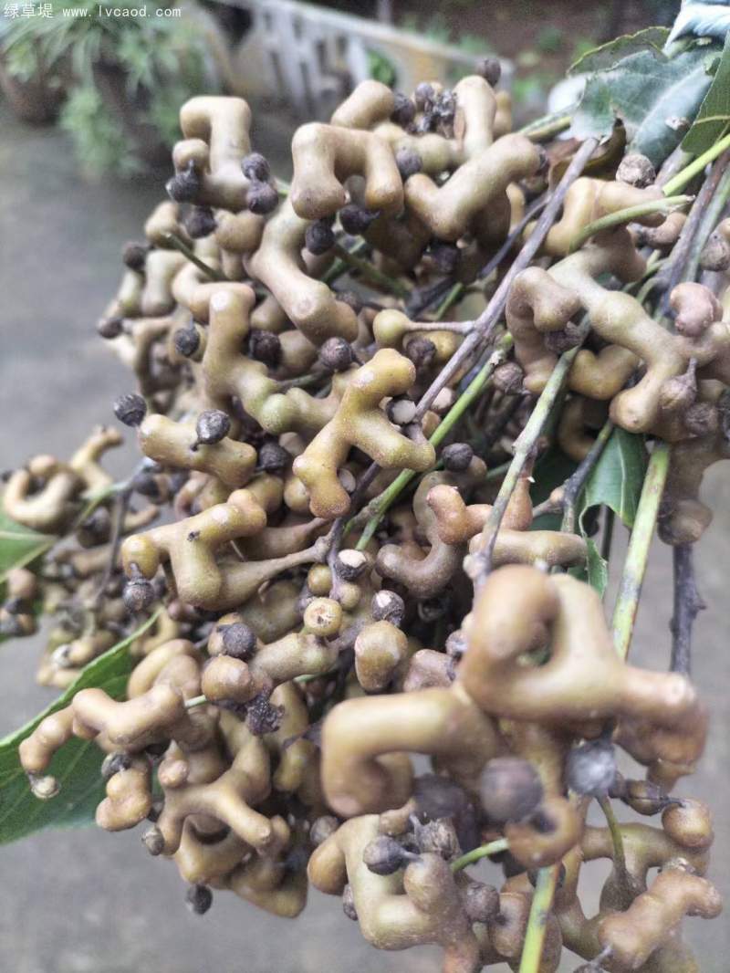 拐棗種子