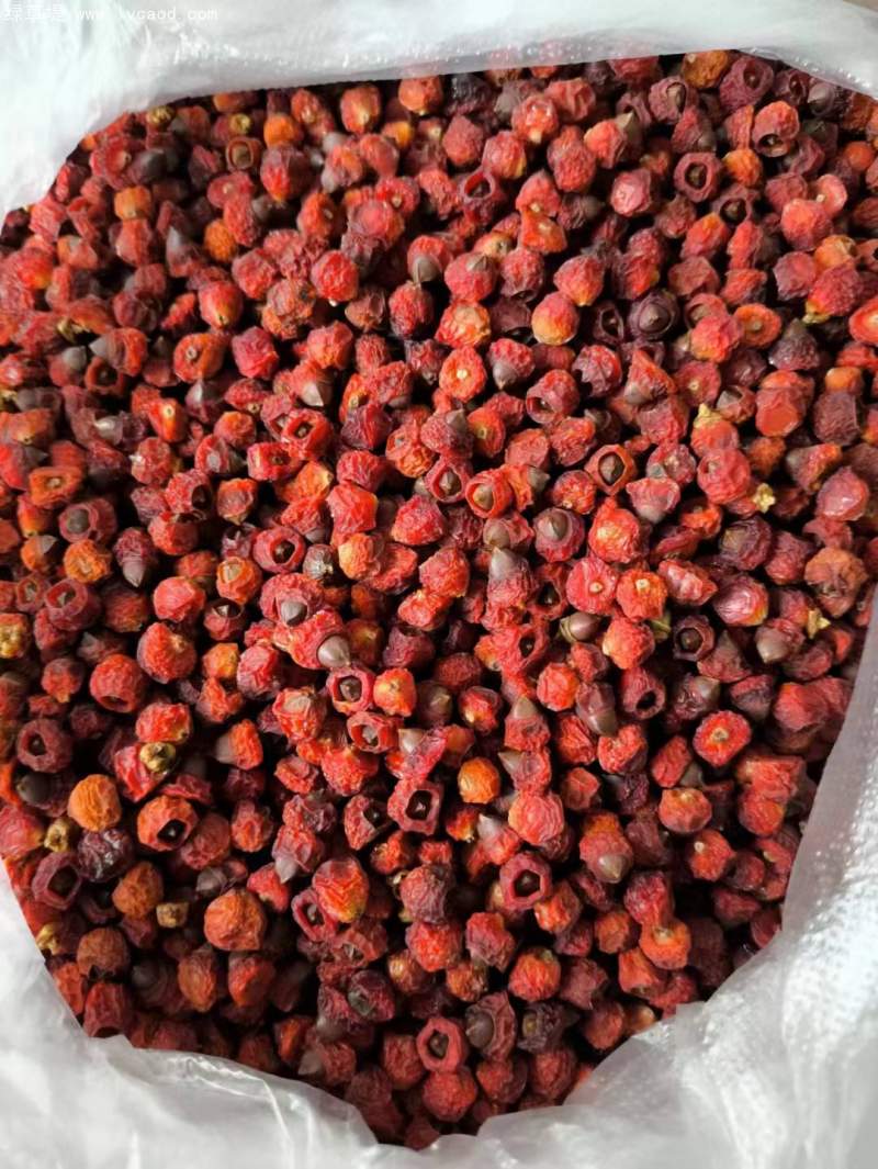 紅豆杉種子