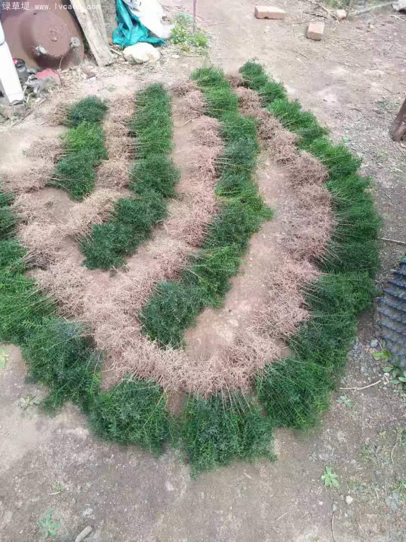 紅豆杉樹苗