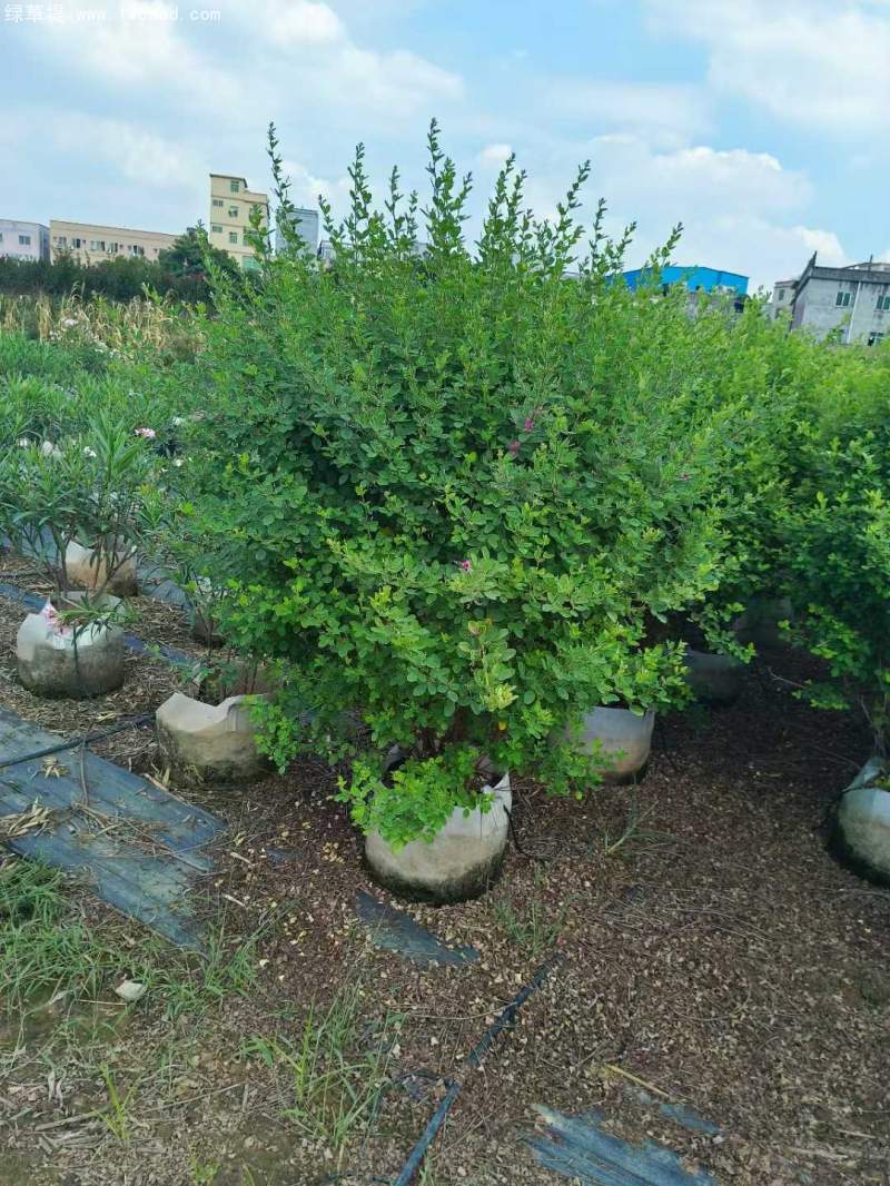 胡枝子盆栽