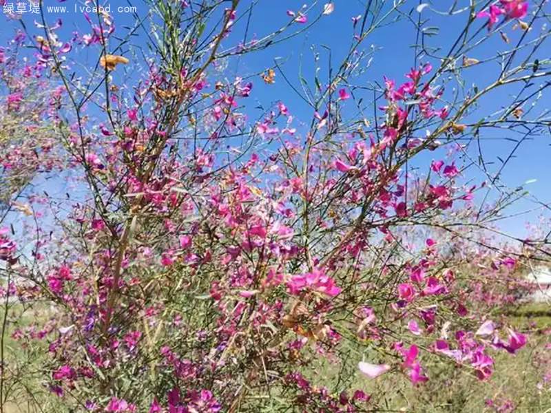 花棒花朵樹葉
