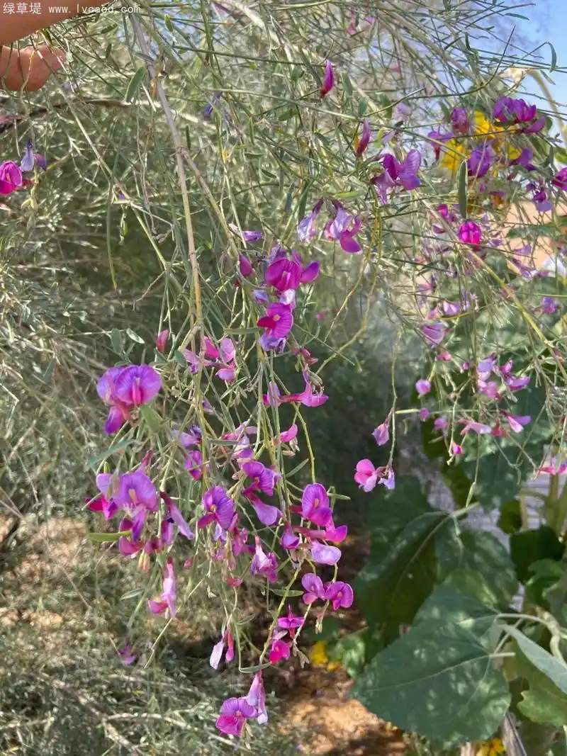 花棒花朵樹葉