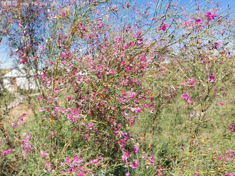 花棒花朵樹葉