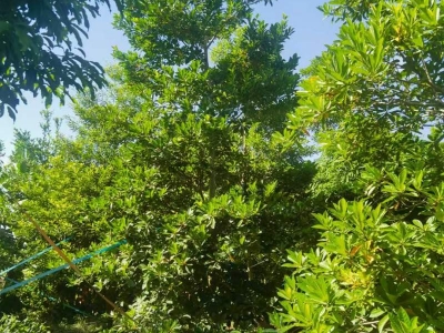杜英樹