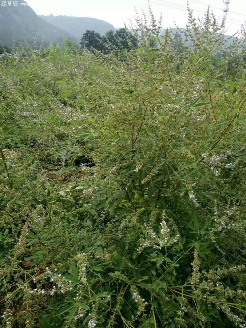 黃荊種子