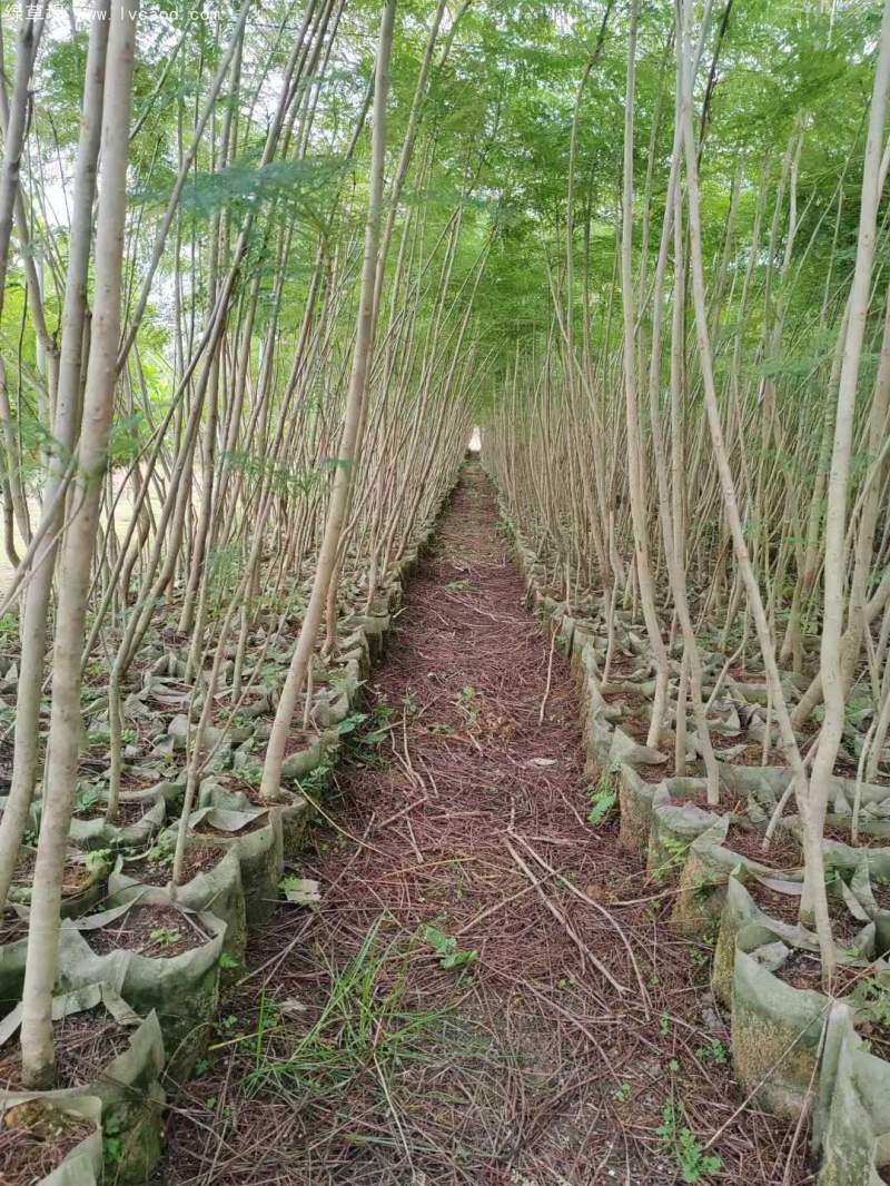 藍(lán)花楹樹苗