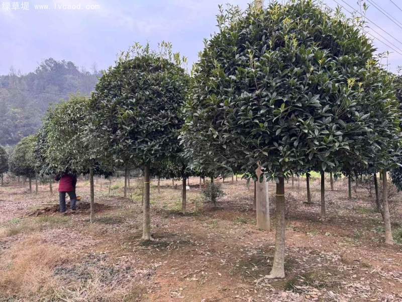桂花樹(shù)