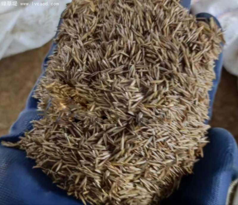 紫羊茅