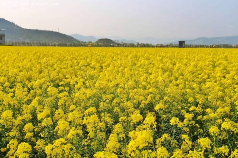 黃色油菜開花