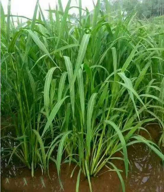 小米草