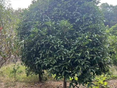 桂花