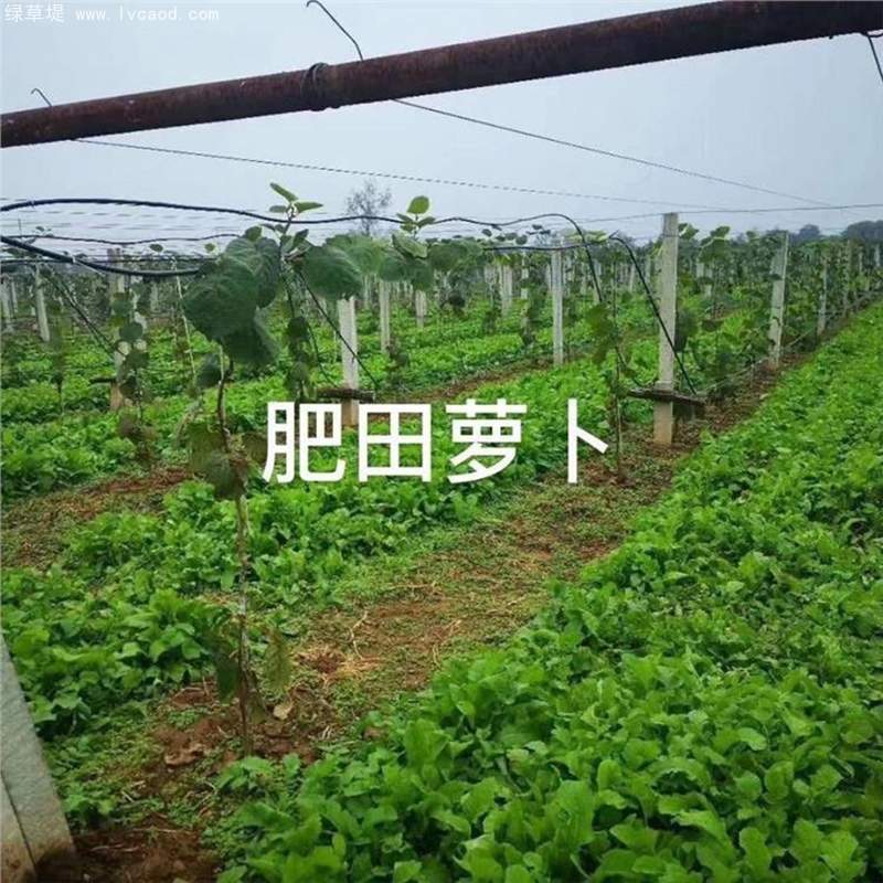 肥田蘿卜在果園中的應用