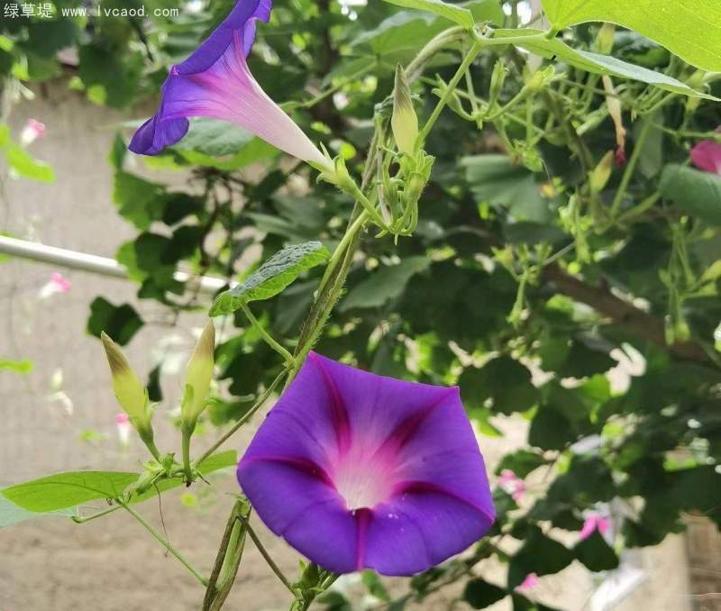 喇叭花