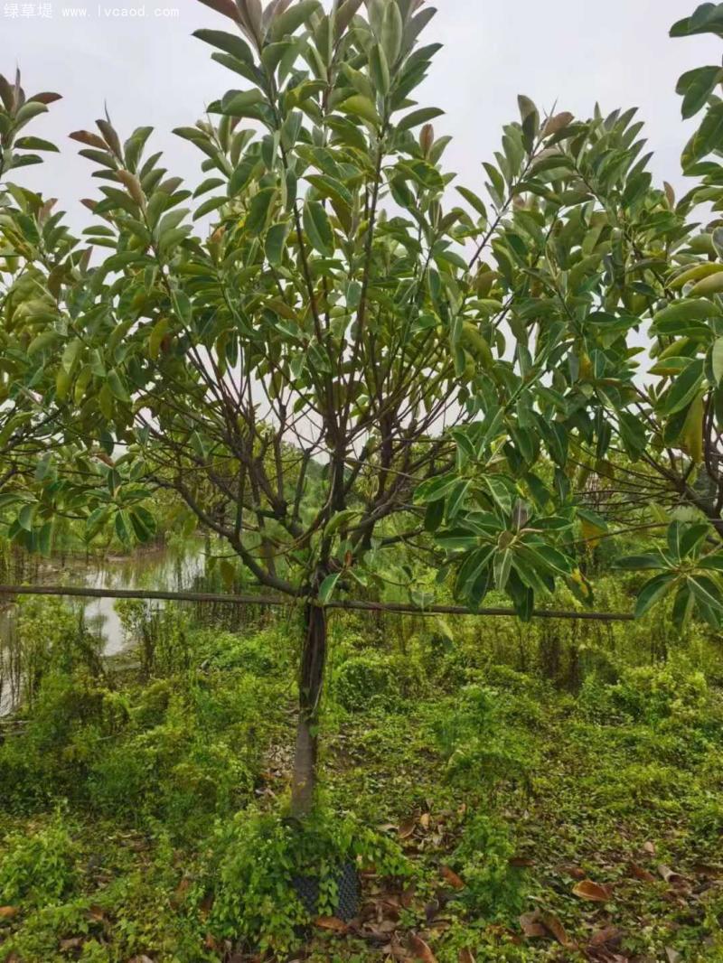 橡膠樹(shù)