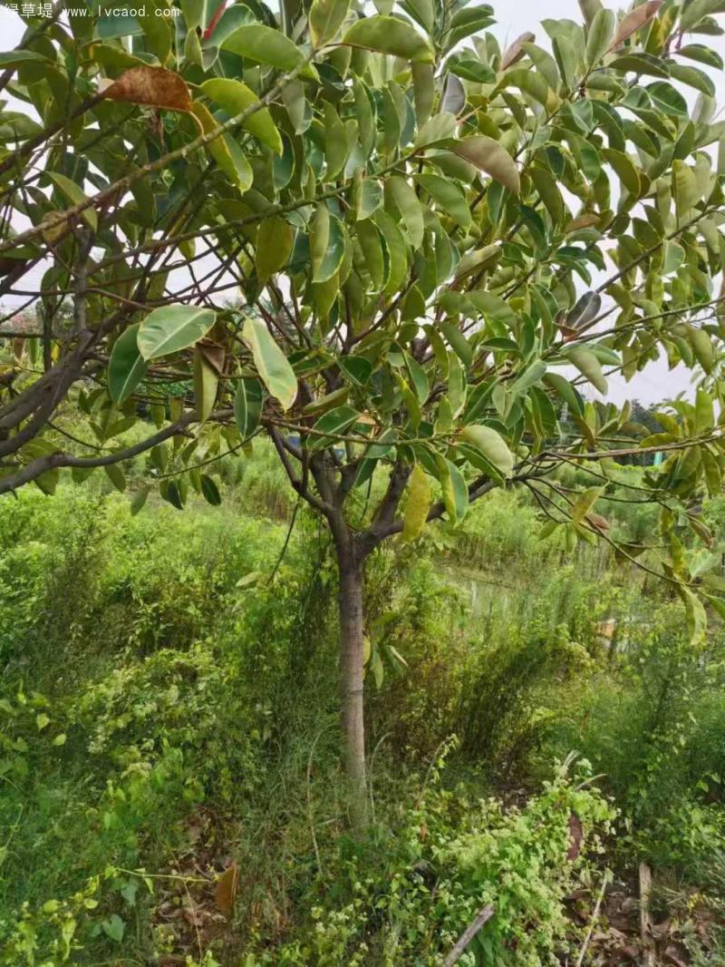 橡膠樹(shù)