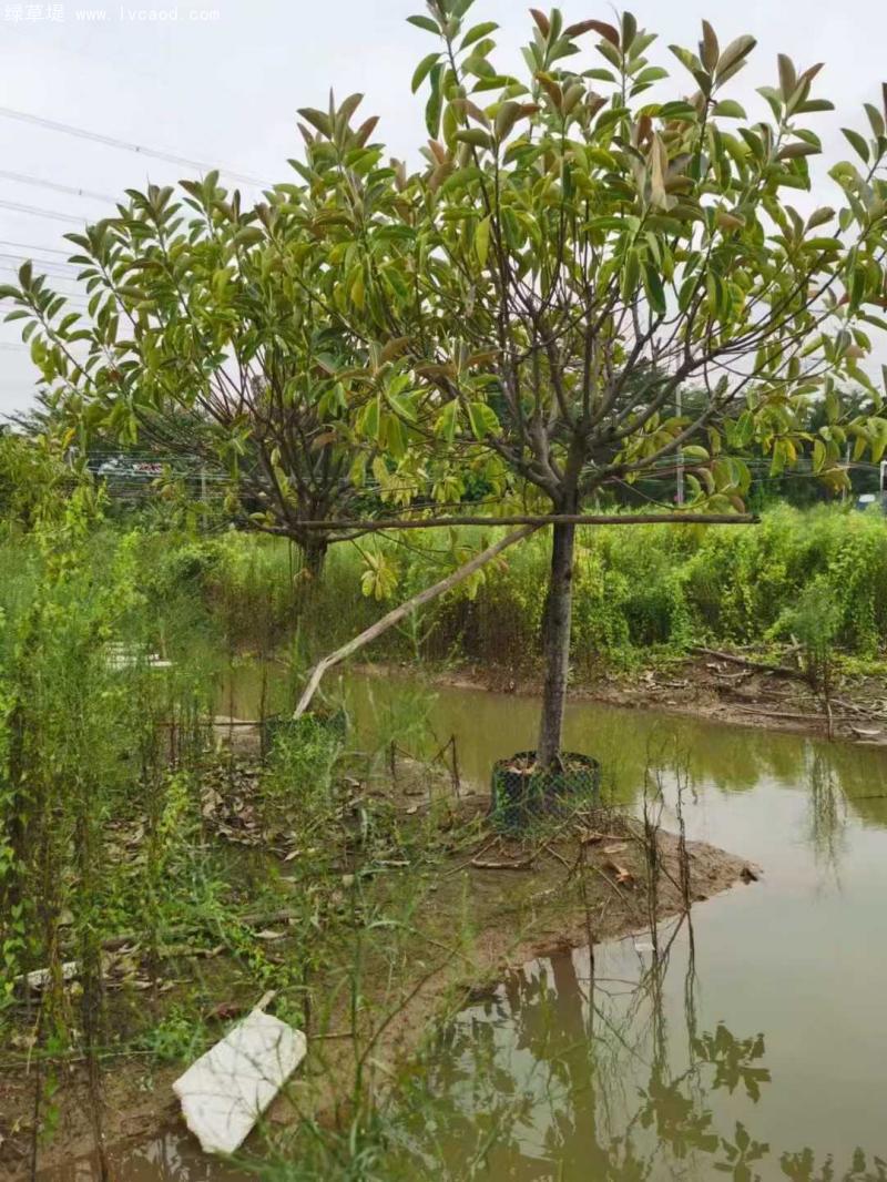 橡膠樹(shù)