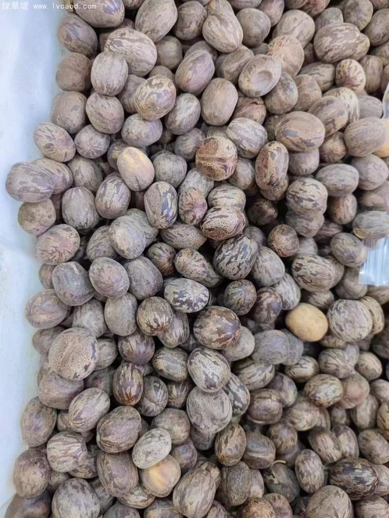 橡膠樹(shù)種子