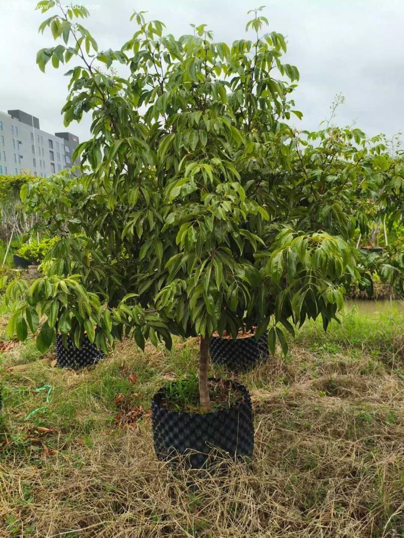 荔枝樹(shù)苗